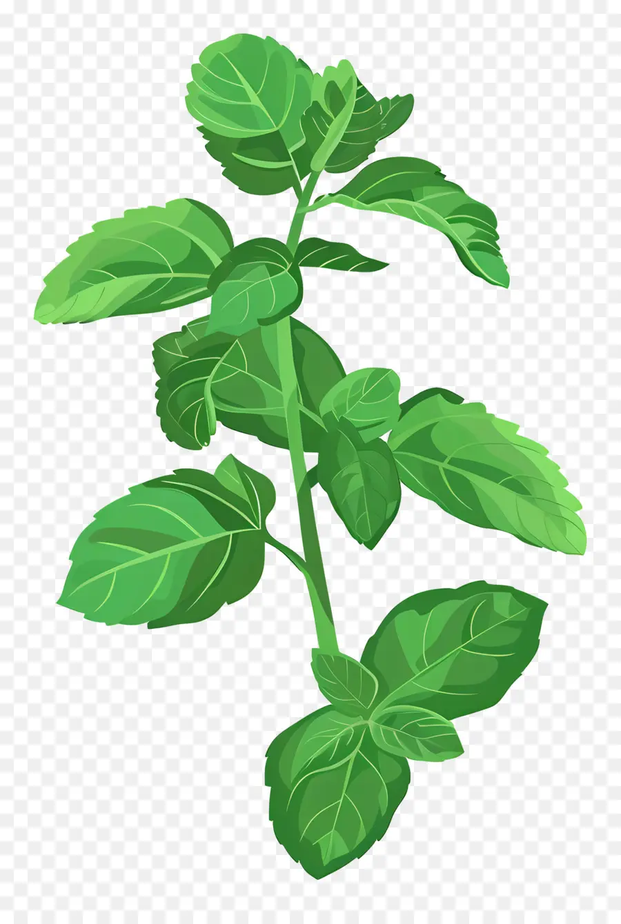 Menta，El Crecimiento De La Planta PNG