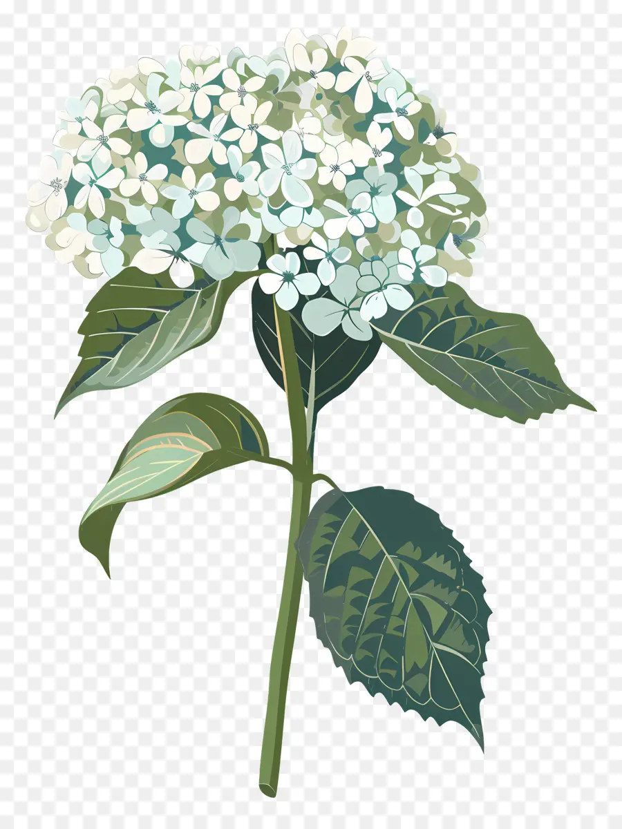 Hortensia，Planta PNG