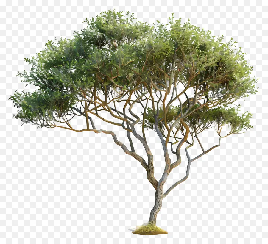 Acacia 3d，árboles Verdes PNG