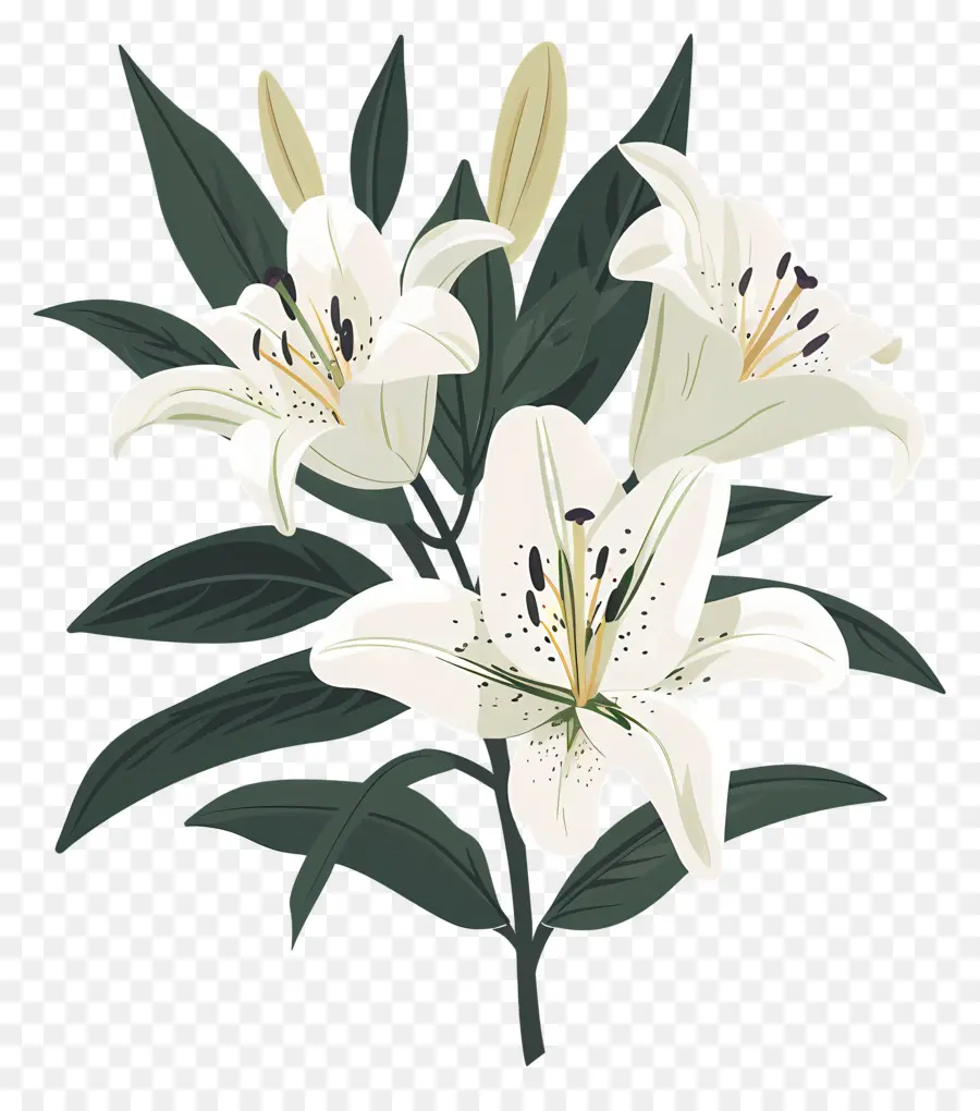 Lily Ramo，Lirio Blanco PNG