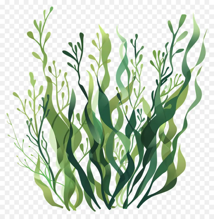 Las Algas，Las Plantas Acuáticas PNG