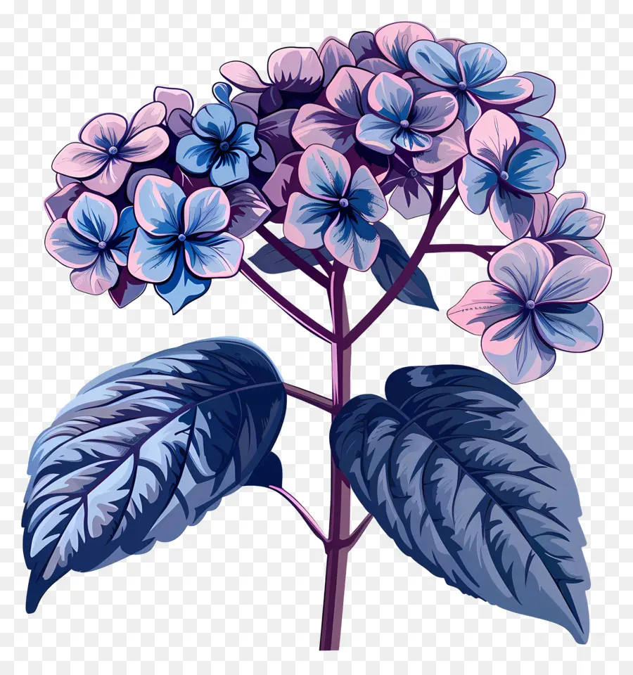 Hortensia，Flores De Color Rosa PNG