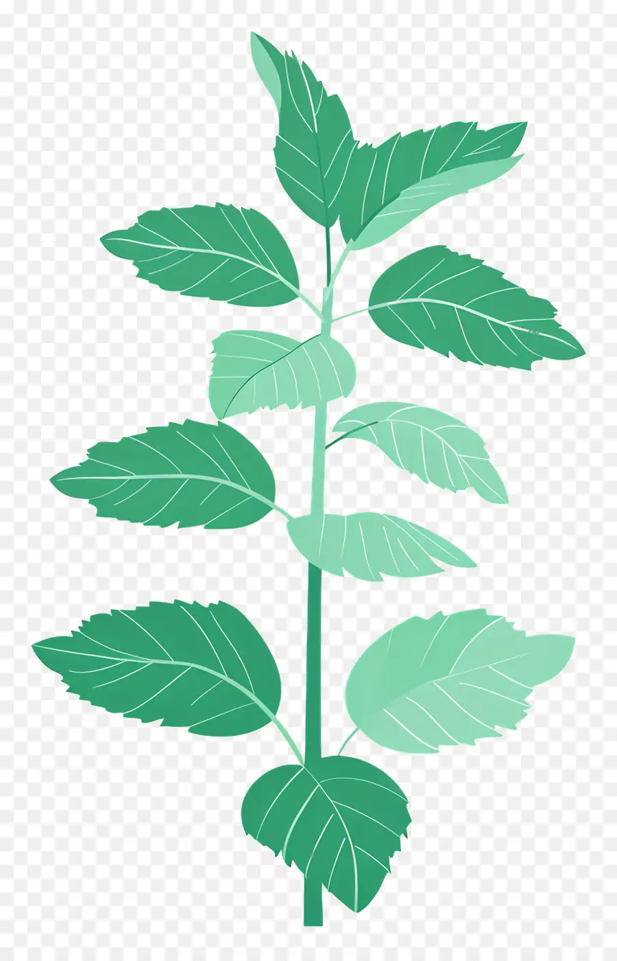 Menta，Planta Verde PNG