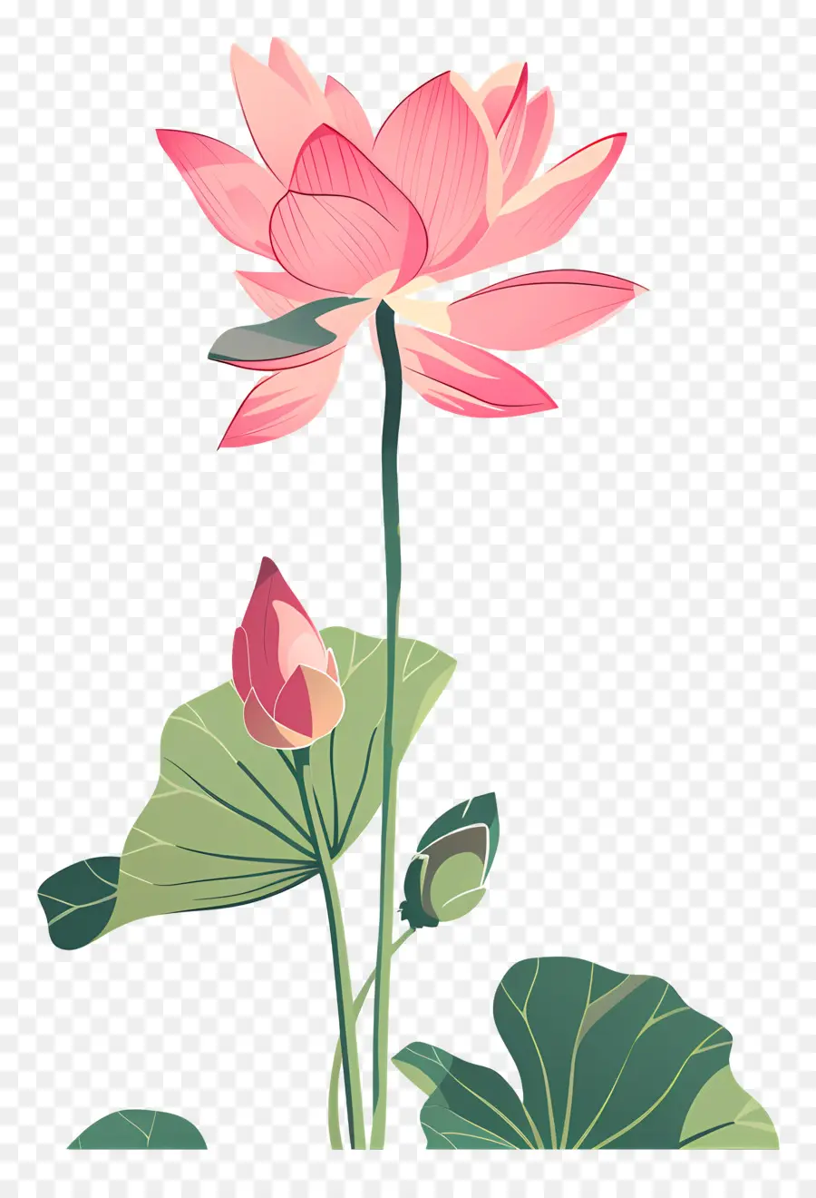 Lotus，Loto De Color Rosa PNG