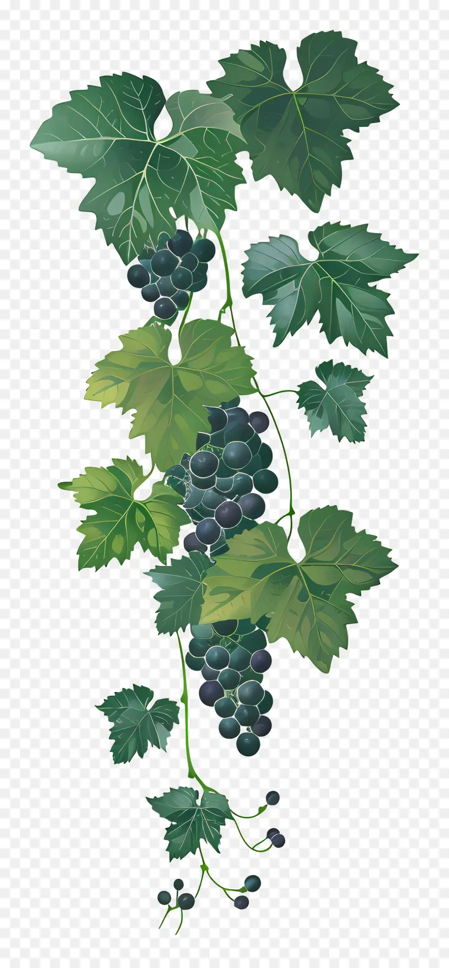 Vid De Uva，Uvas PNG