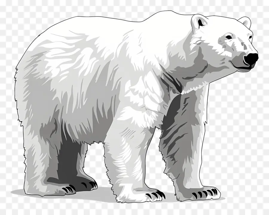Oso Polar，ártico PNG
