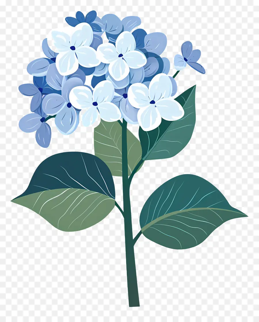 Hortensia，Azul PNG