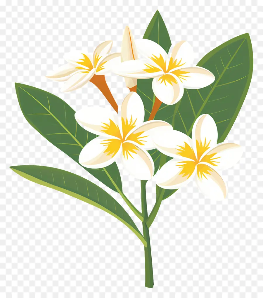 Plumeria，Flores Blancas PNG