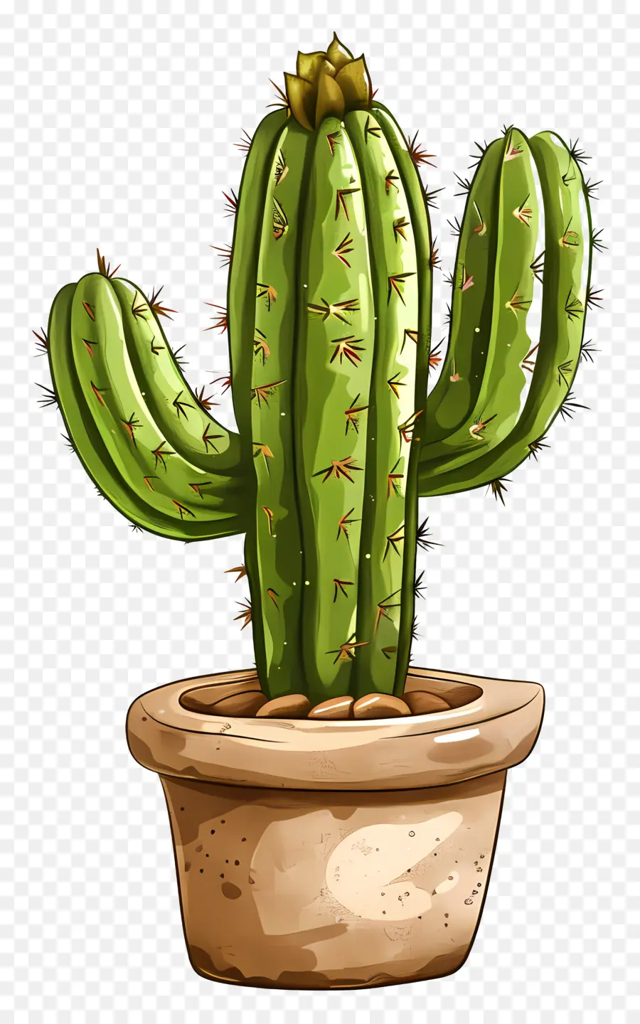 Cactus，Suculentas PNG