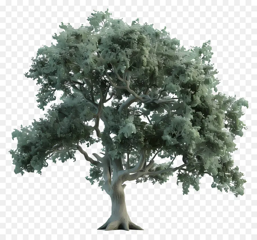 Roble 3d，árbol Verde PNG