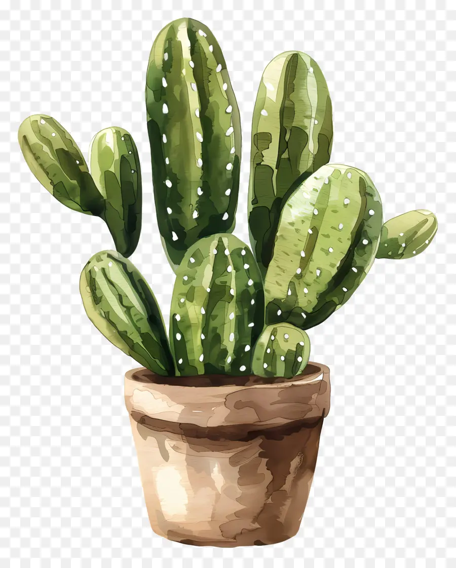 Cactus，Olla De Barro PNG