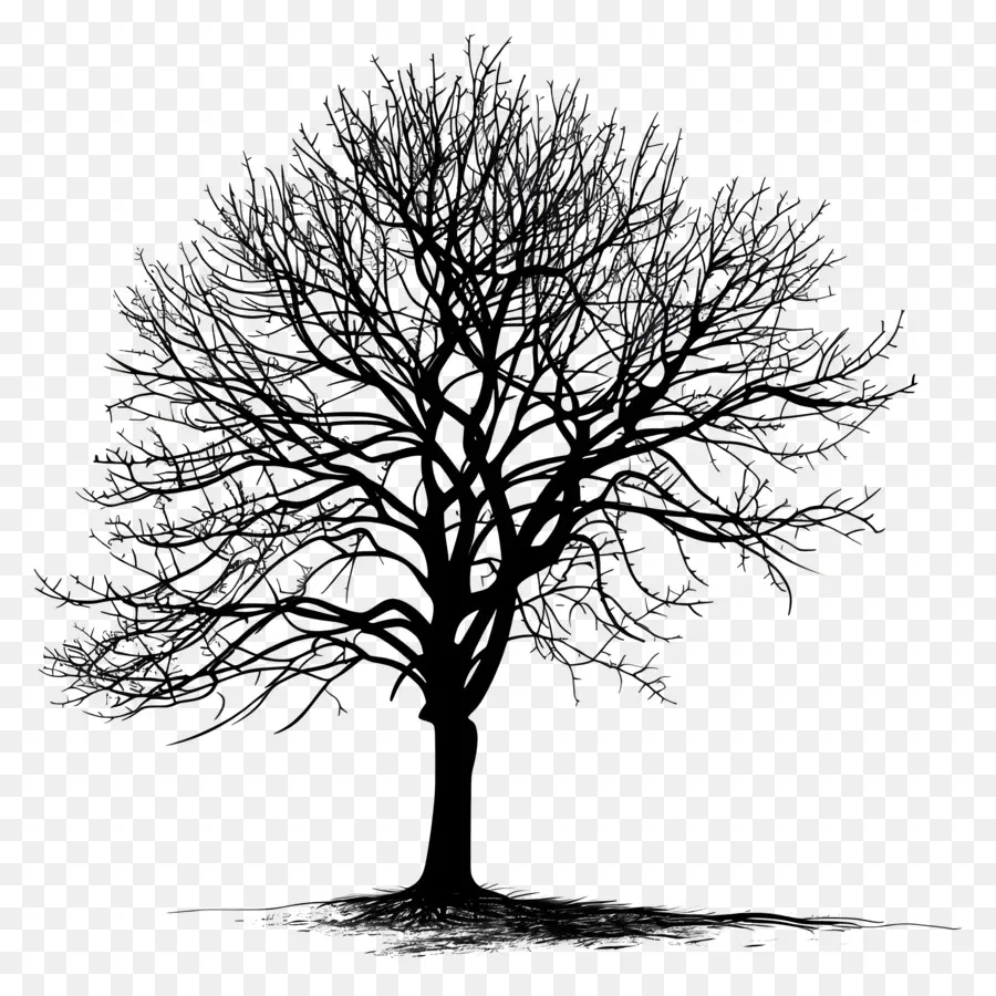 Árbol，árbol Solitario PNG