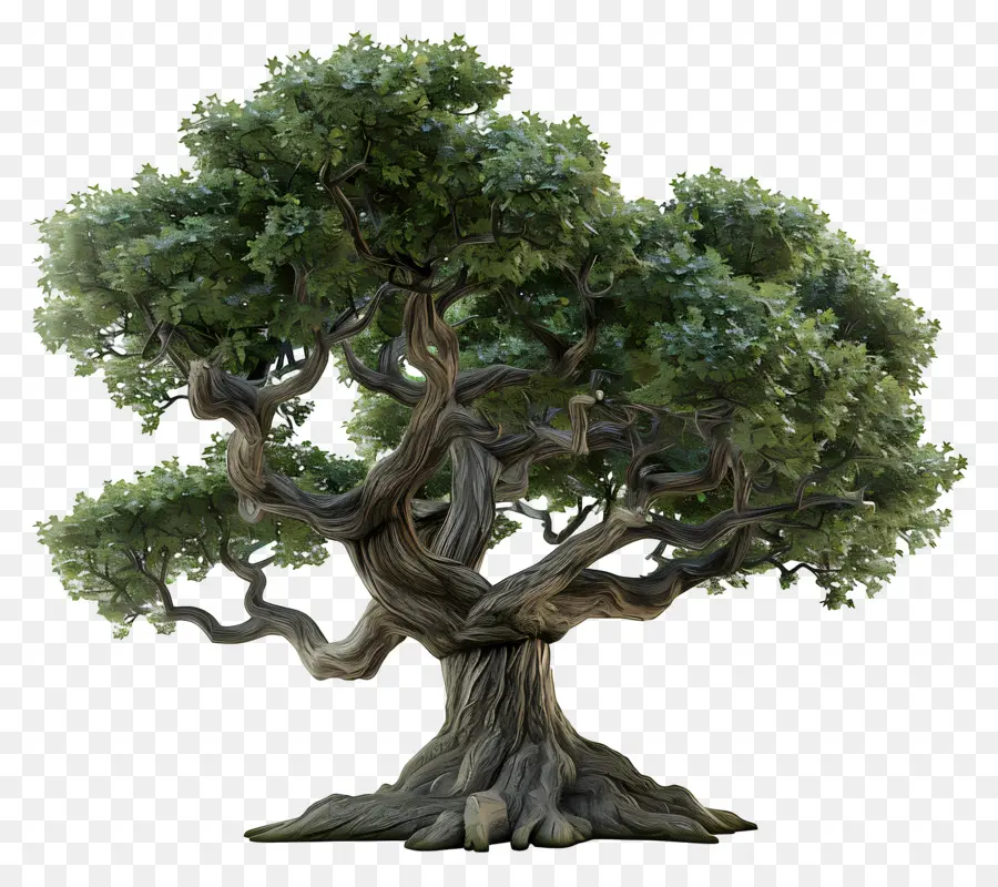 Roble 3d，árbol De Roble PNG