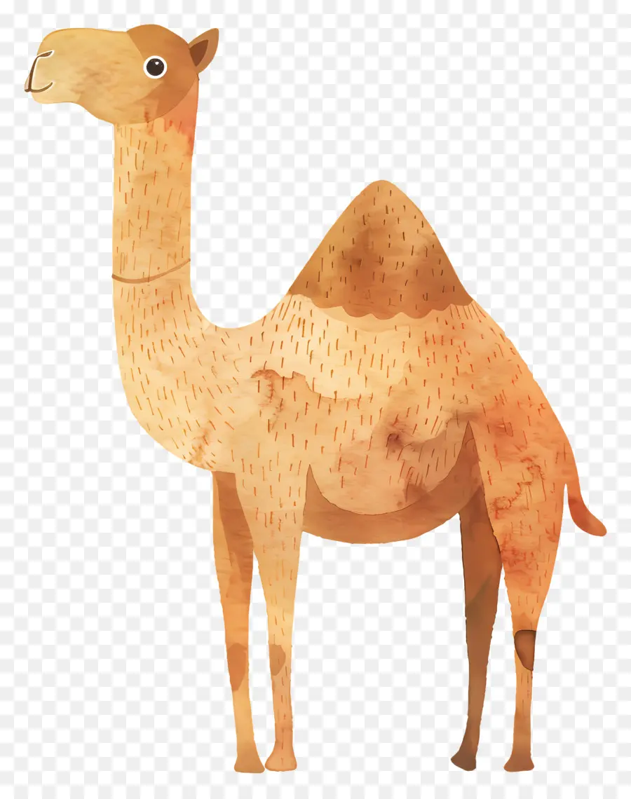 Camello，Animal PNG