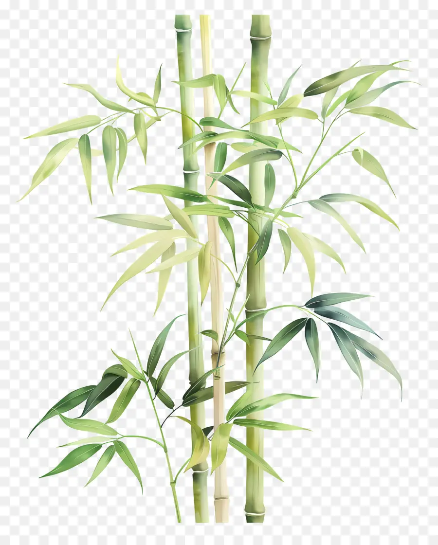 Bambú，Pintura De árboles De Bambú PNG