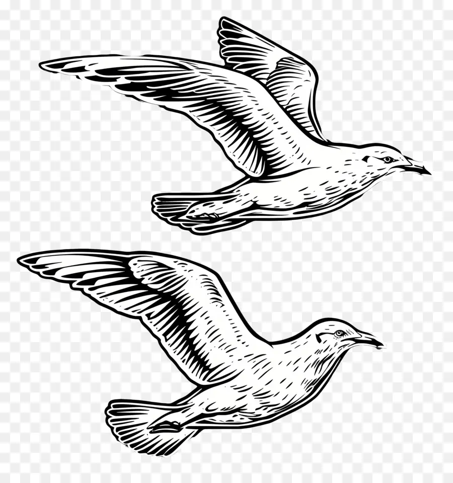 Verano，Aves PNG