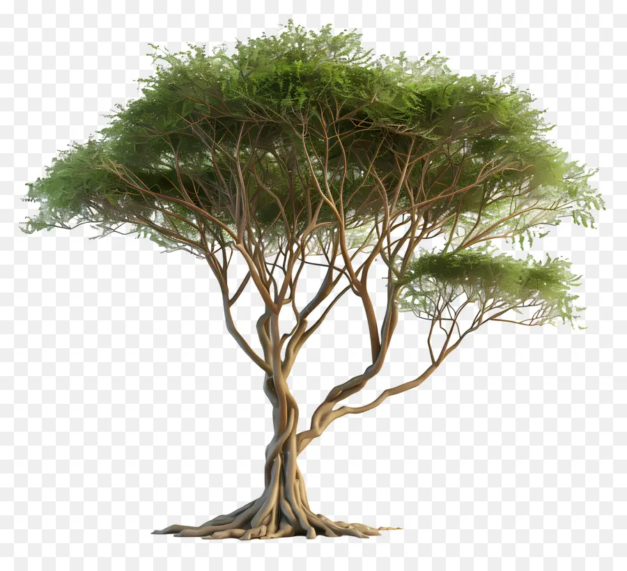 3d Acacia Tree，Árbol PNG