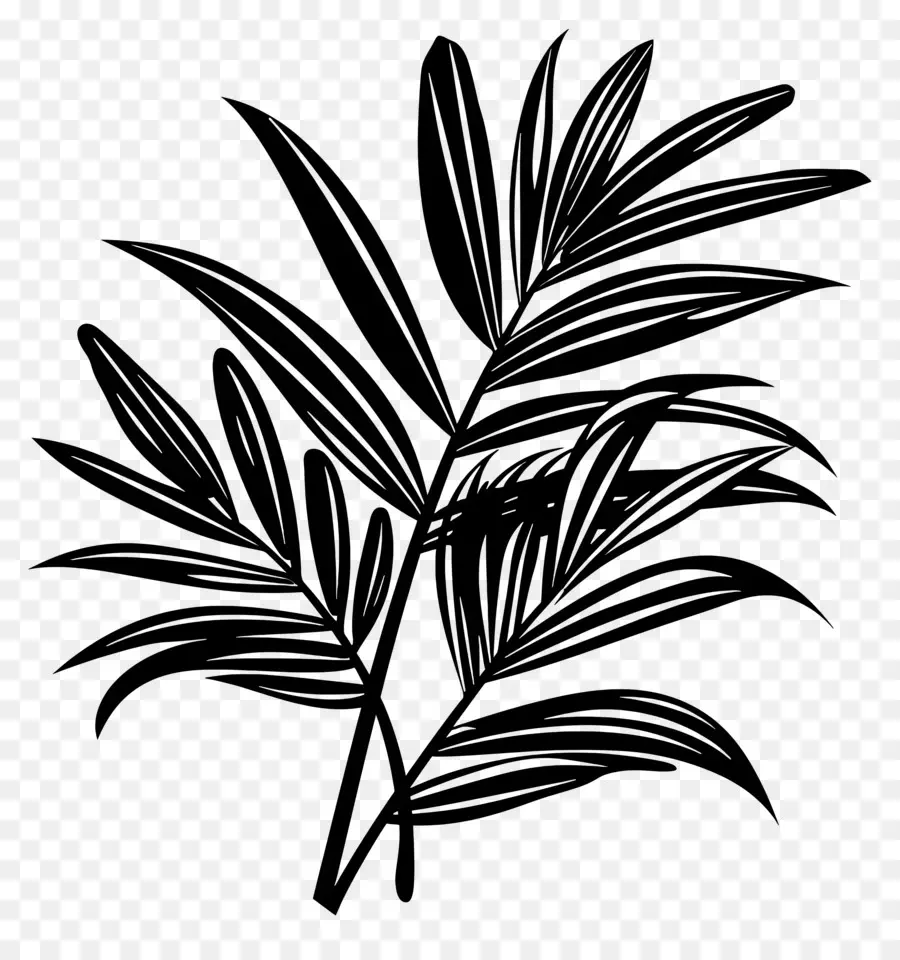 Verano，Palmera PNG