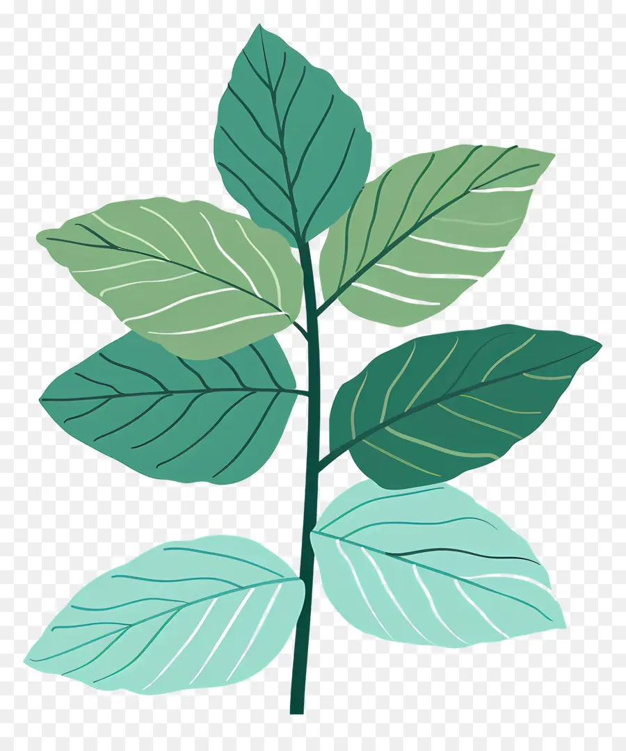 La Hoja De Menta，Verde Hoja PNG