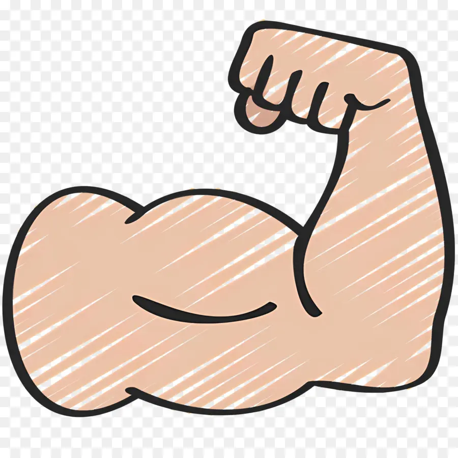 Músculo，Bíceps PNG