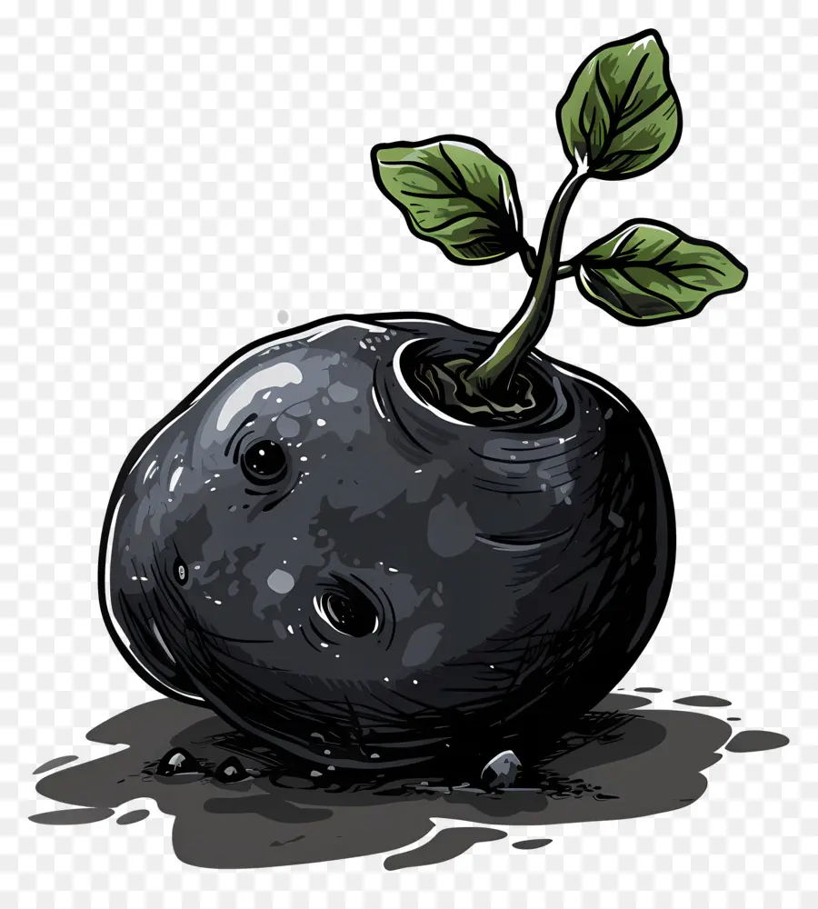 Papa，Fruta Negra Con Brote PNG