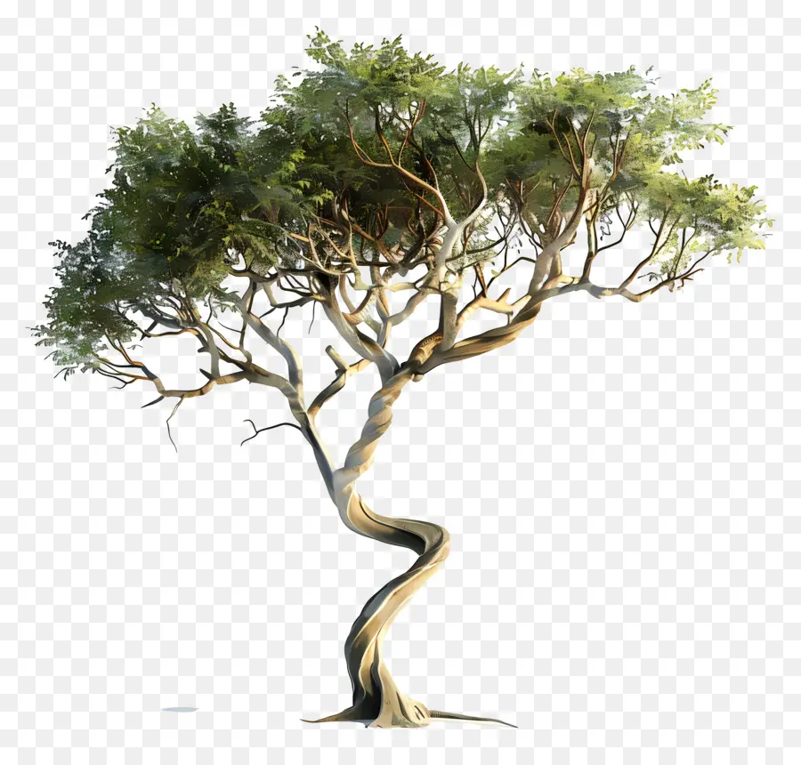 3d Acacia Tree，Árbol PNG