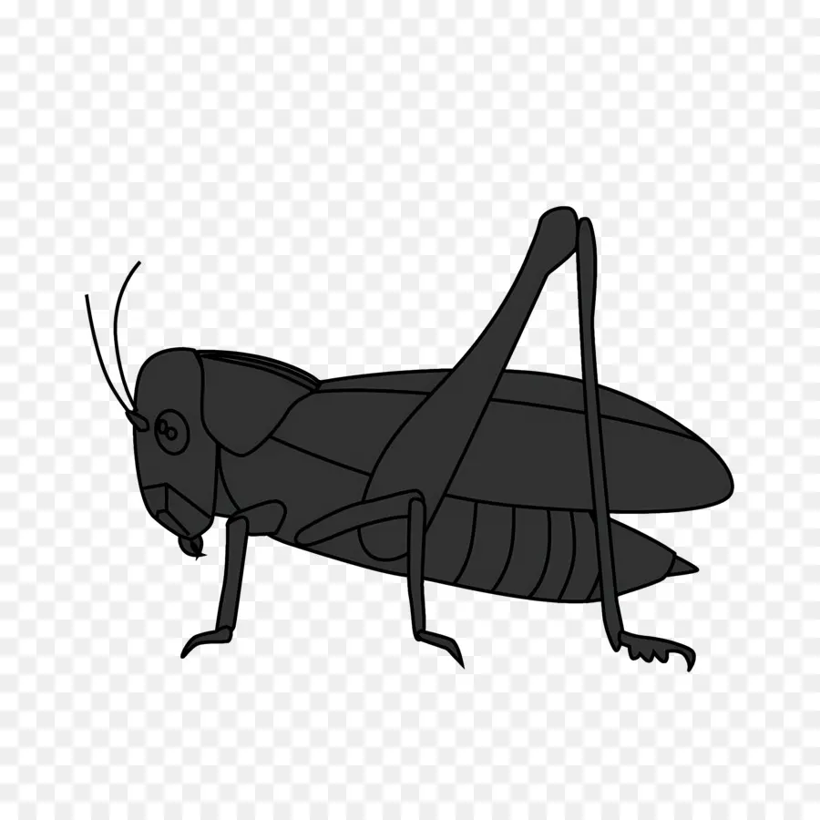 Saltamontes，Los Insectos PNG