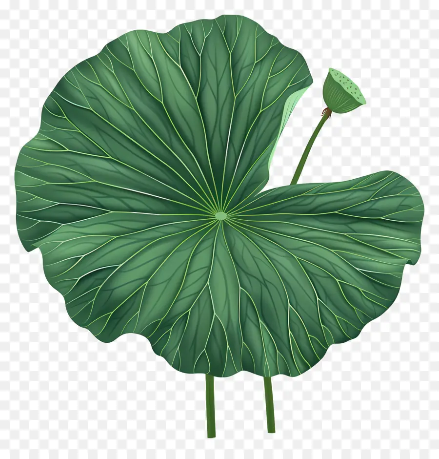 La Hoja De Loto，Verde Hoja PNG