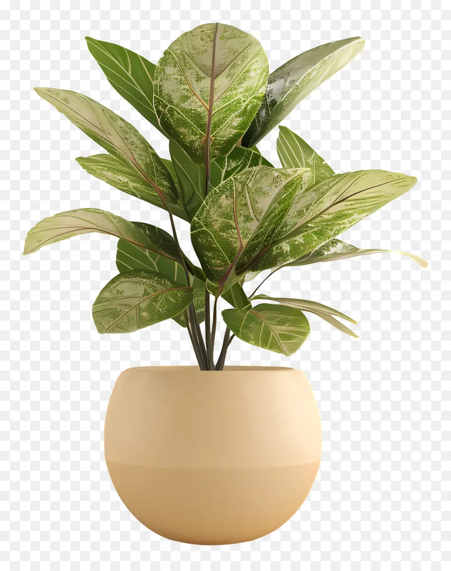 Planta Verde，Planta En Maceta PNG