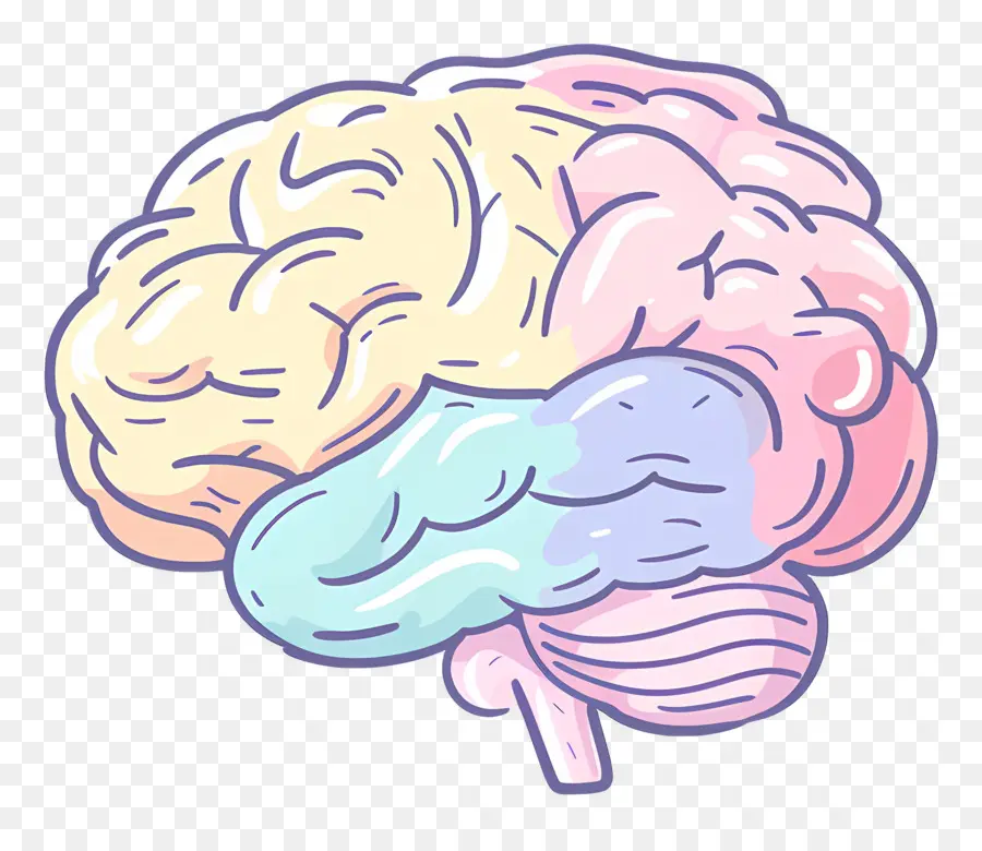 Cerebro De Garabatos，El Cerebro Humano PNG