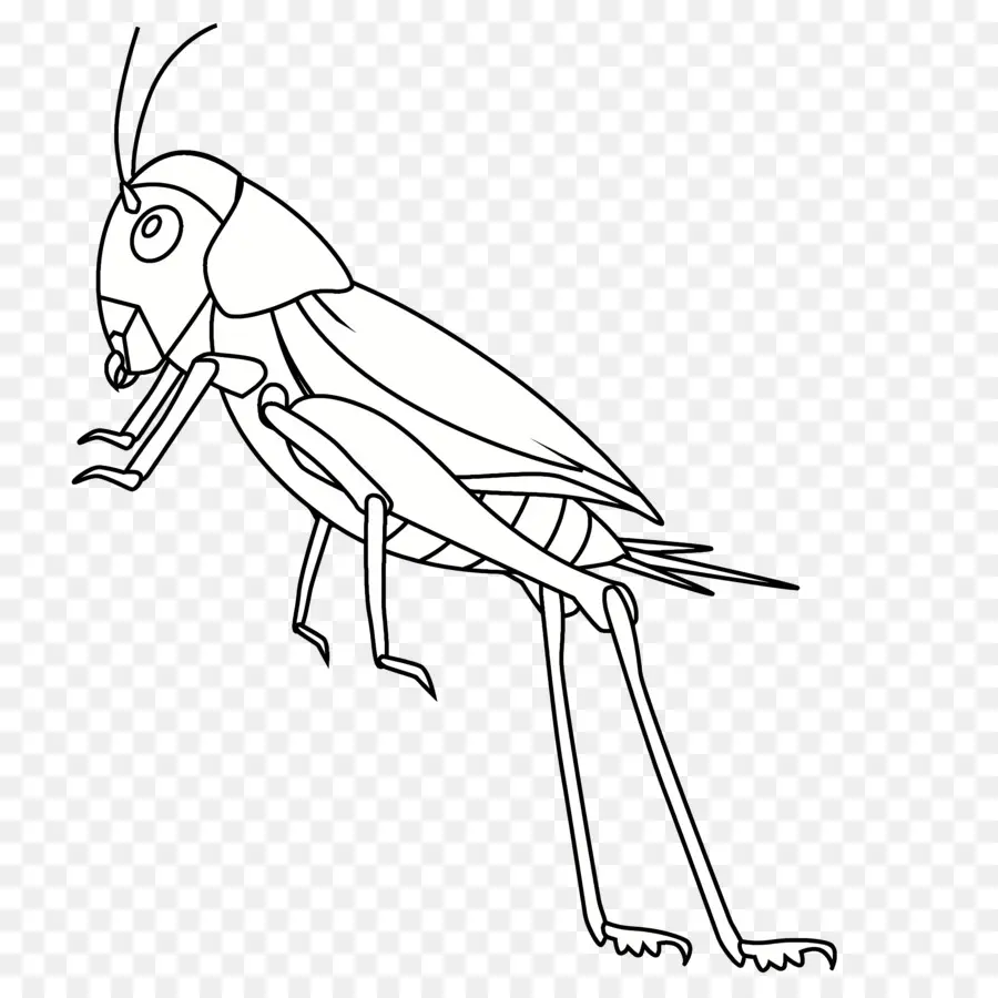 Saltamontes，Cucaracha PNG