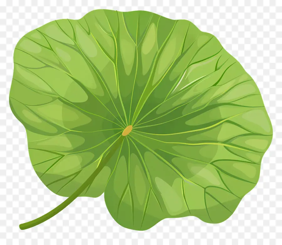 La Hoja De Loto，Verde Hoja PNG