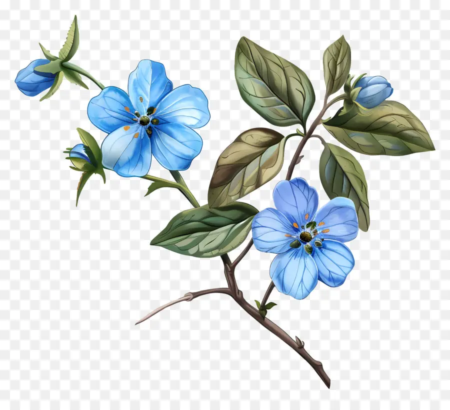 Flores De Color Azul，Flor Azul PNG