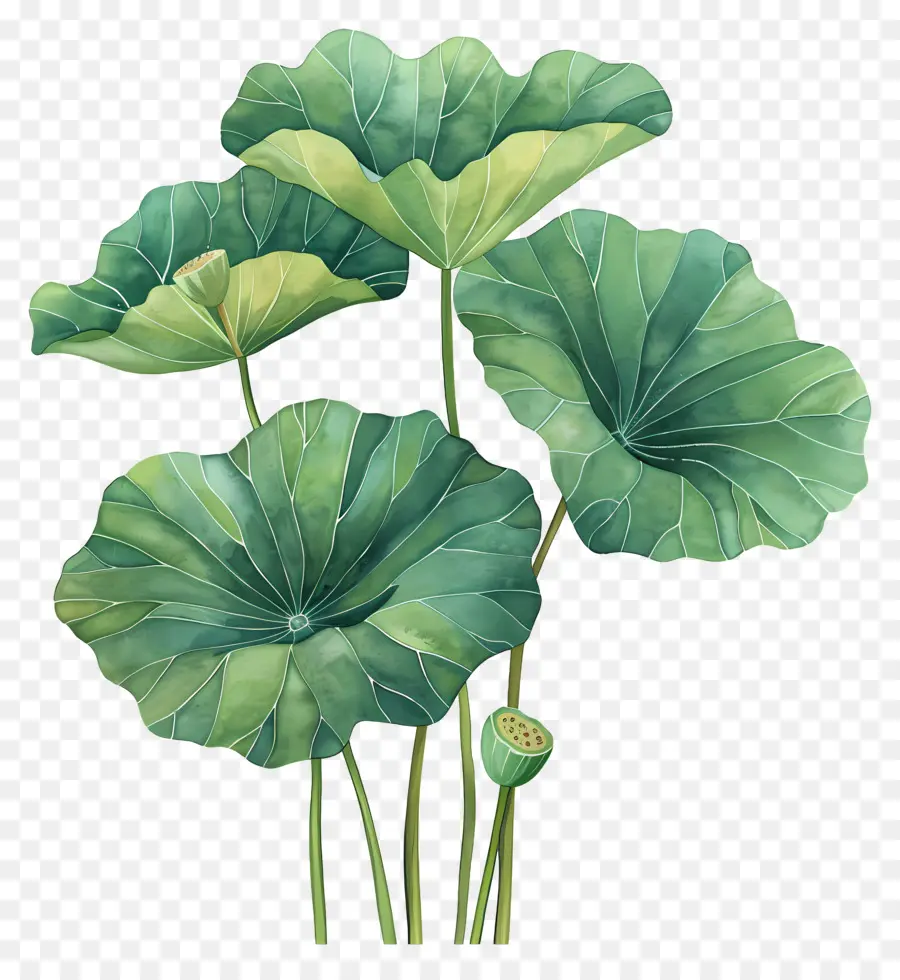 La Hoja De Loto，Las Flores De Loto PNG