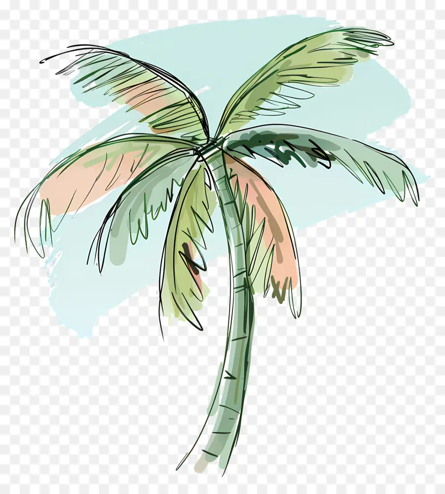 Palmera，Handdrawn PNG