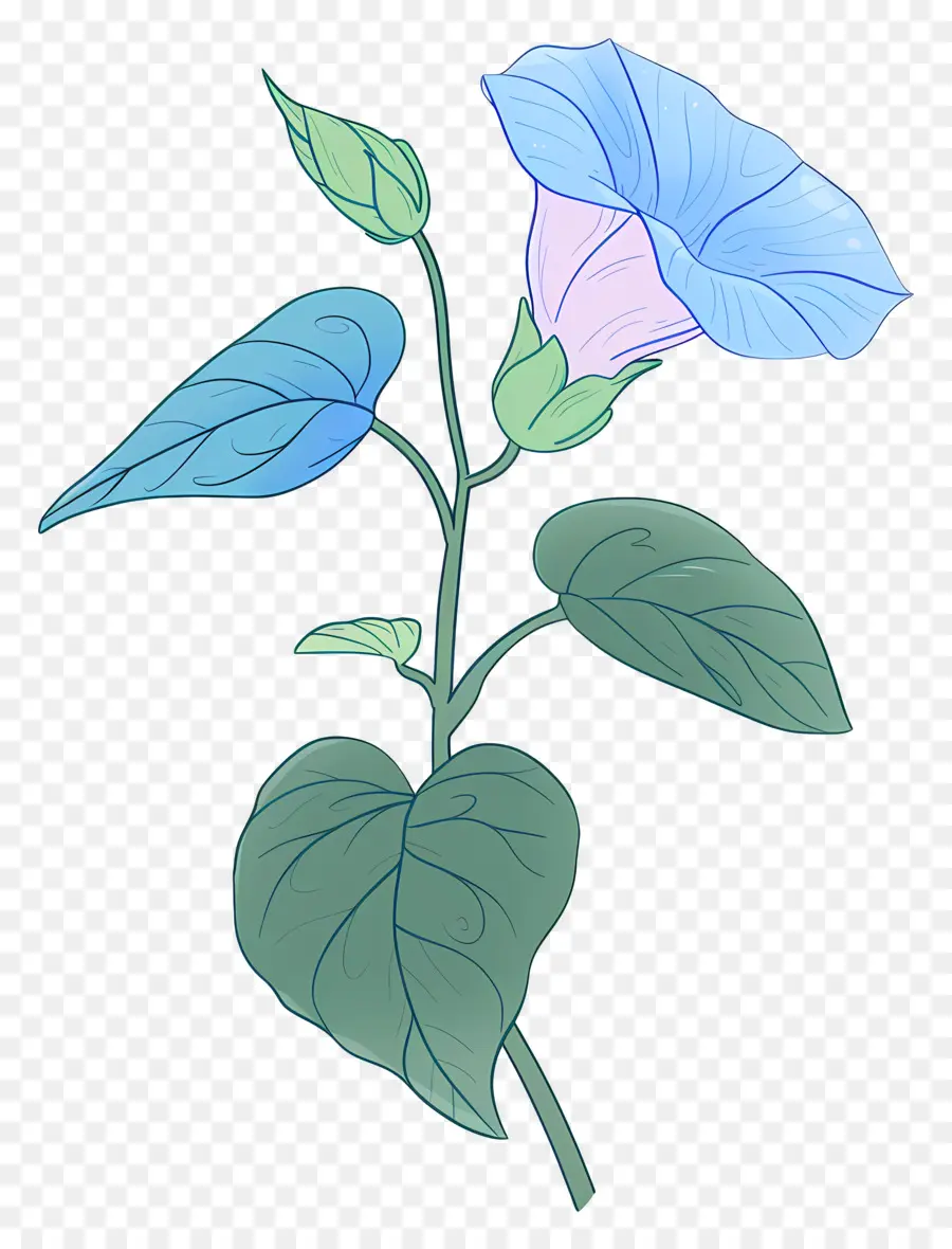 Gloria De La Mañana，Flor Azul PNG