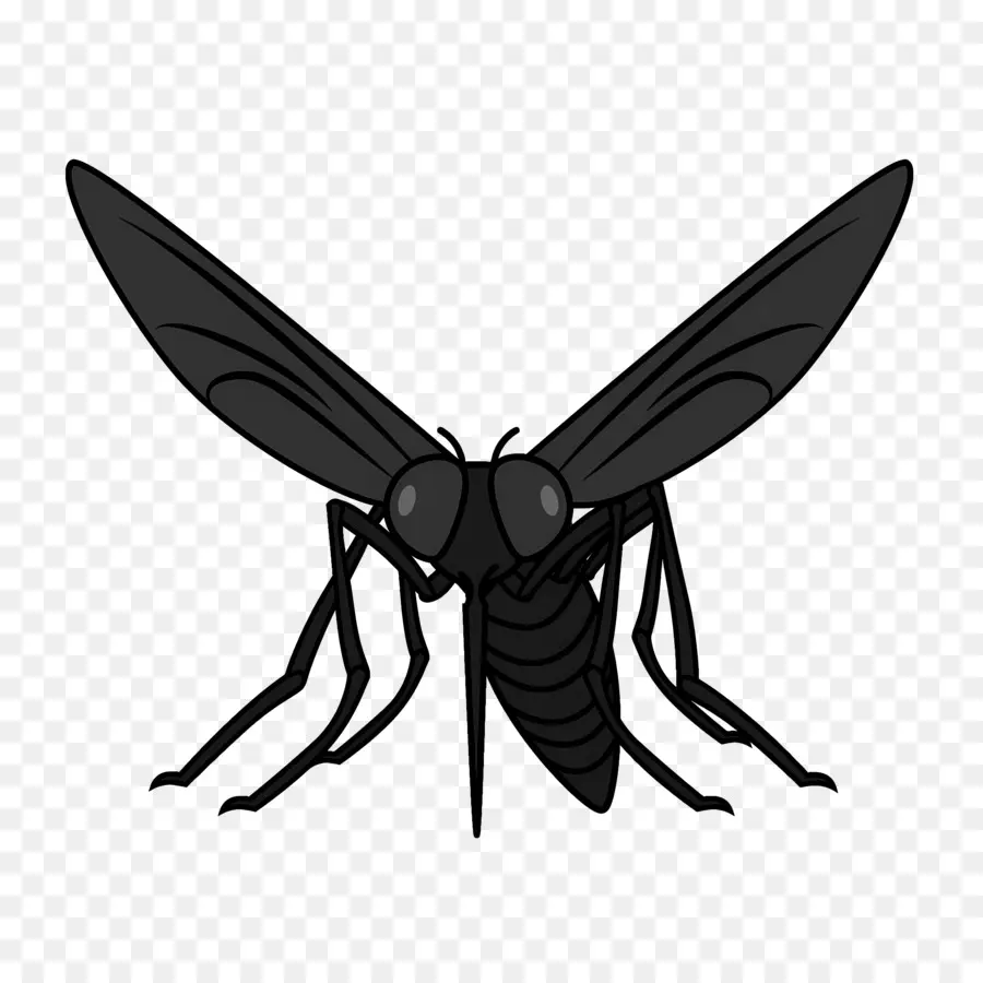 Mosquito，En Blanco Y Negro PNG