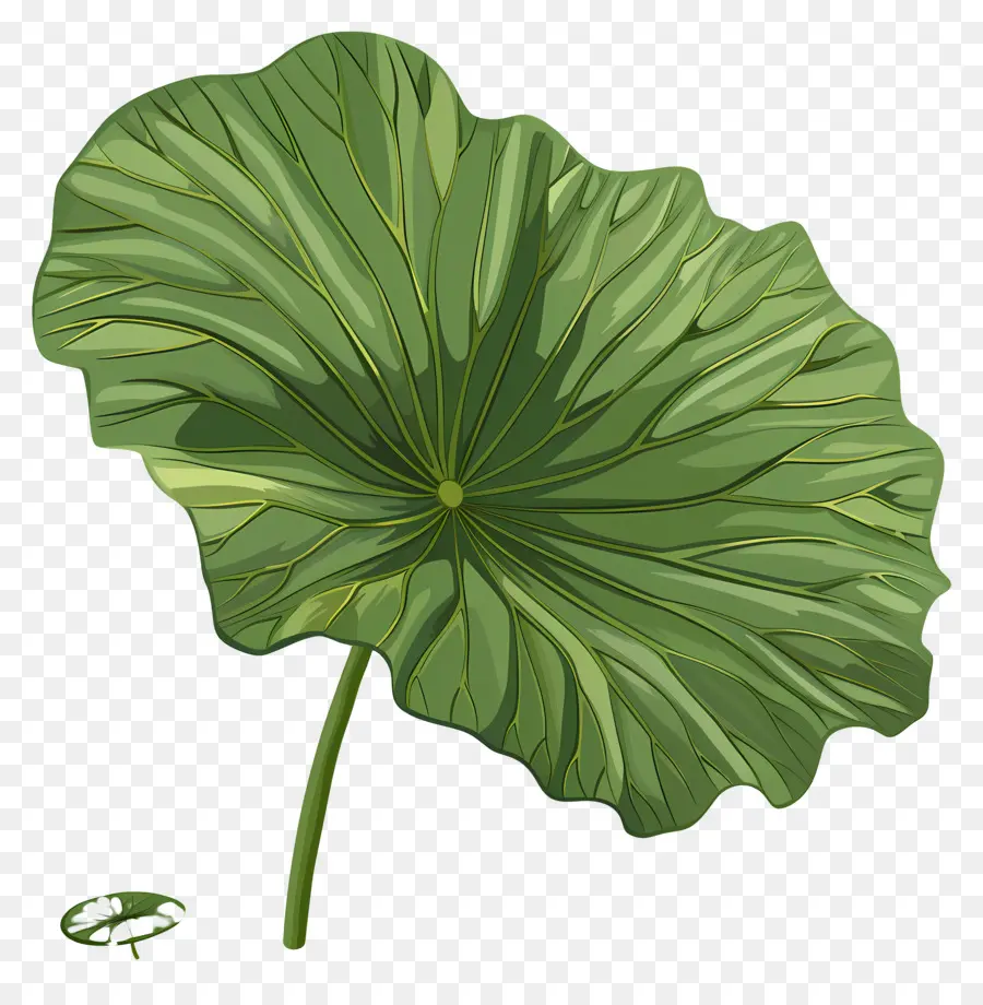 La Hoja De Loto，Verde Hoja PNG