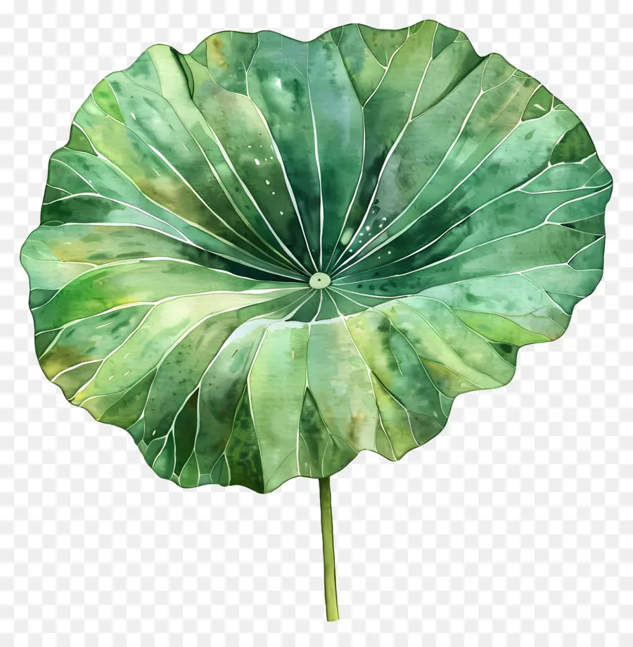 La Hoja De Loto，Planta Verde PNG