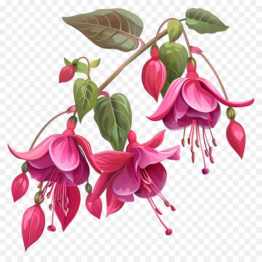 Fucsia Flores，Flor Fucsia PNG