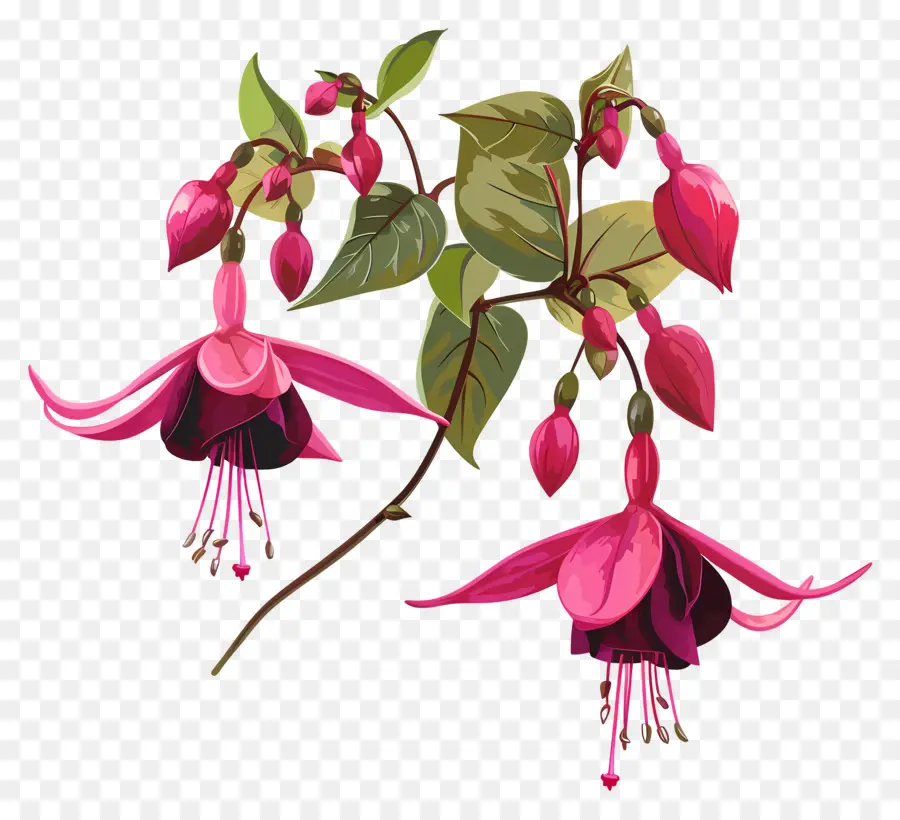 Fucsia Flores，Flores De Fucsia Rosa PNG