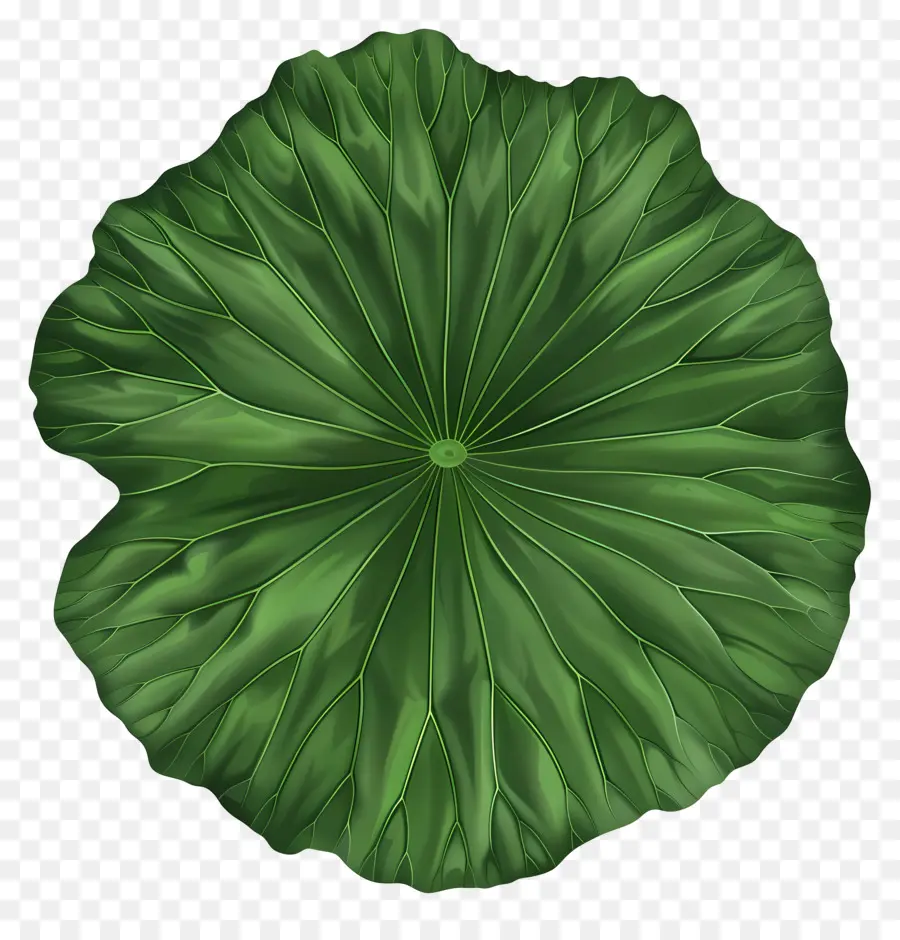 La Hoja De Loto，Verde Hoja PNG