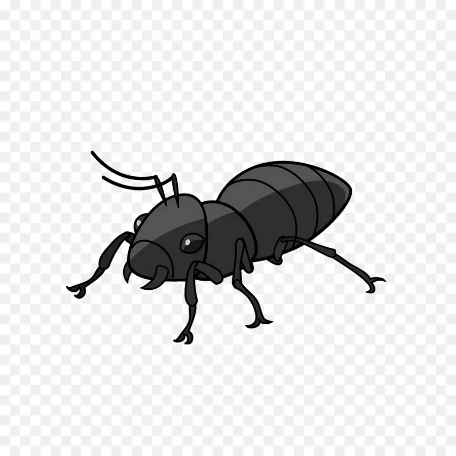 Hormiga，Insecto Negro PNG