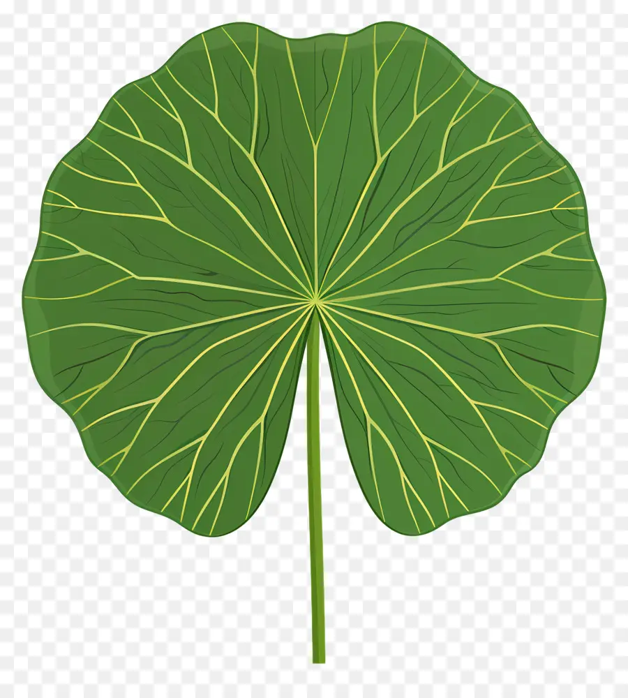 La Hoja De Loto，Verde Hoja PNG