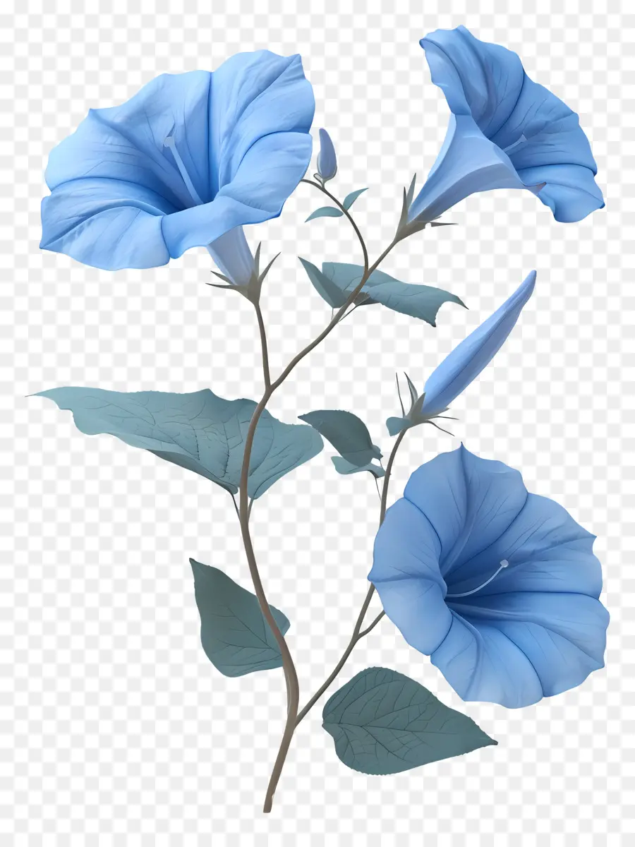 Gloria De La Mañana，Flores De Color Azul PNG