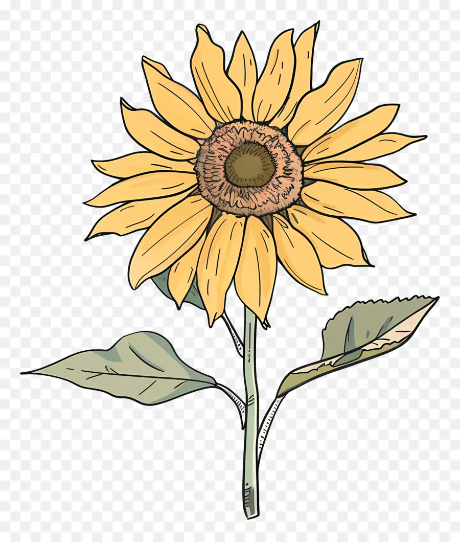 Doodle De Girasol，Girasol PNG