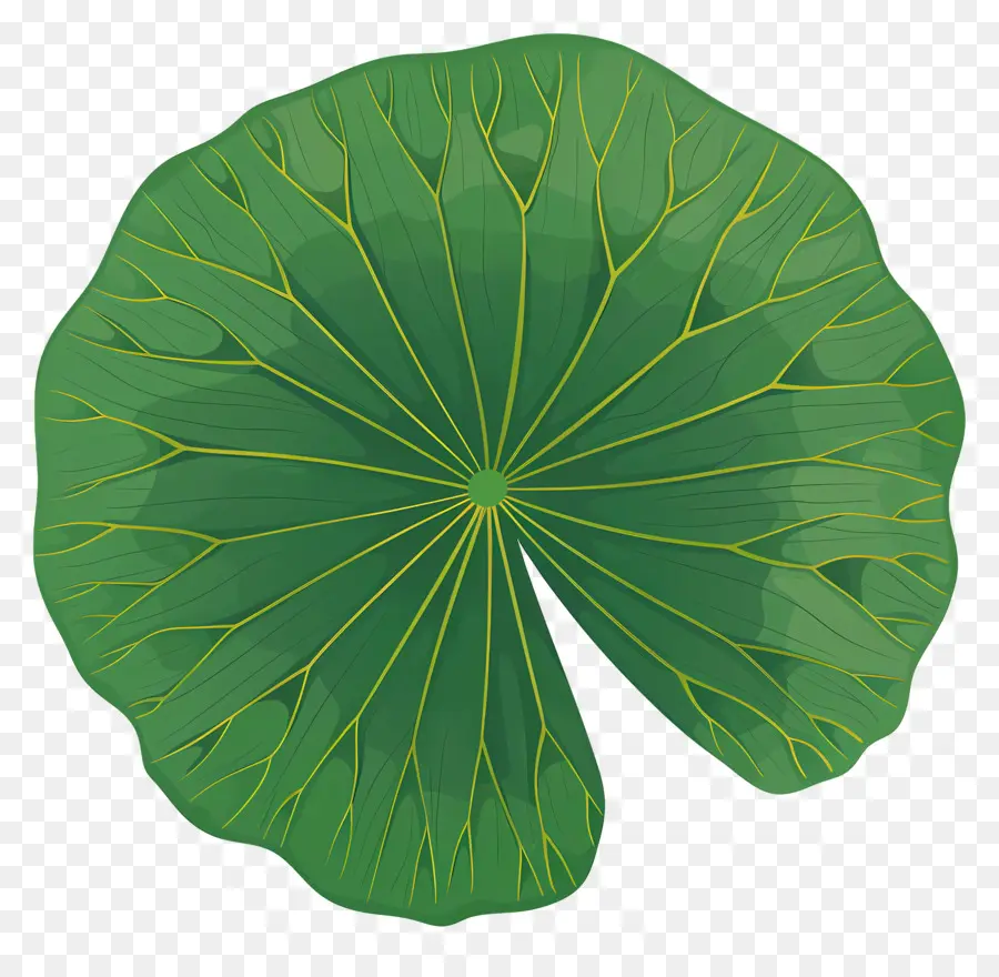 La Hoja De Loto，Lirio De Agua PNG