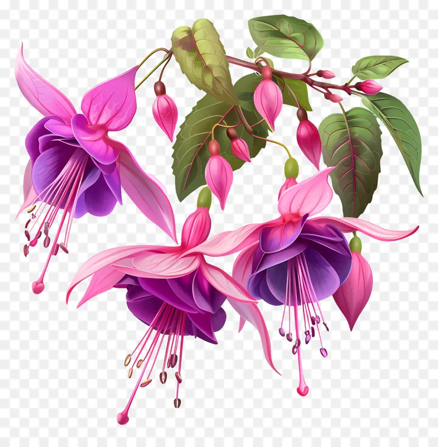 Fucsia Flores，Fucsia PNG