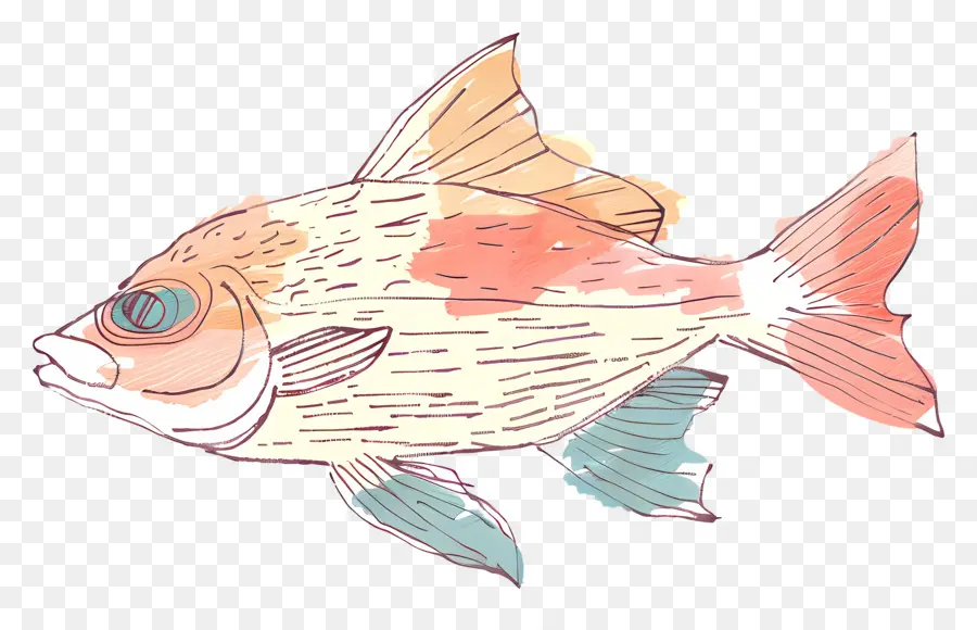 Los Peces，Los Peces De Dibujo PNG