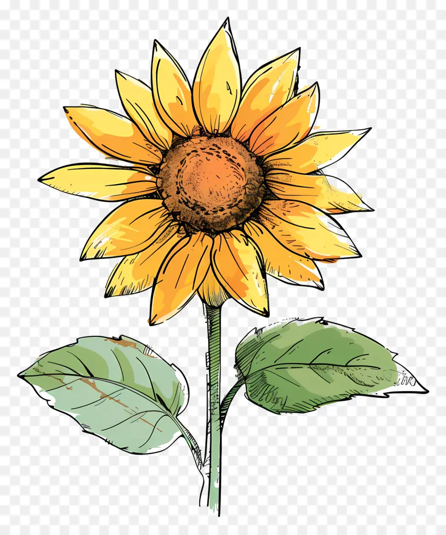 Doodle De Girasol，Girasol PNG